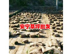草坪生產(chǎn)廠家︱草坪多少錢一平方?圖1