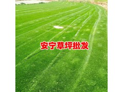 云南/貴州/四川草皮價(jià)格報(bào)價(jià)中心_13648822975圖1
