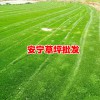 云南/貴州/四川草皮價(jià)格報(bào)價(jià)中心_13648822975