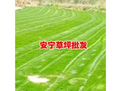 云南/貴州/四川草皮價(jià)格報(bào)價(jià)中心_13648822975圖2