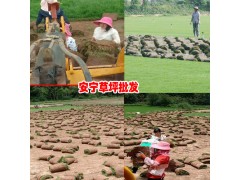 云南草皮交易市場新價(jià)格(參考價(jià)格)圖3