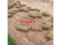 昆明安寧綠泉草坪種植園圖片圖1