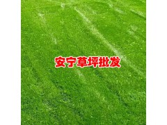 昆明安寧綠泉草坪種植園_云南草坪基地_云南草坪品種圖1