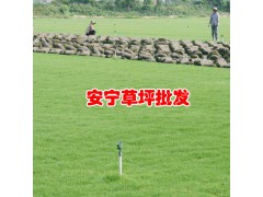 云南昆明哪里有剪古銀坪批發(fā)_云南昆明哪里有混播草坪批發(fā)圖1