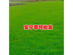 云南昆明哪里有剪古銀坪批發(fā)_云南昆明哪里有混播草坪批發(fā)圖3