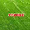 蒙自草坪,開(kāi)遠(yuǎn)大草坪,,紅河草坪,文山草坪采購(gòu)商