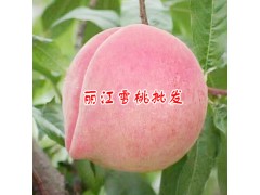 500克的麗江雪桃能賣(mài)多少錢(qián)?圖3