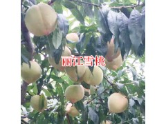 2018麗江雪桃批發(fā)哪里便宜?圖1