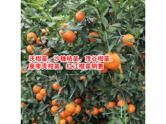 柑桔苗今日均價(jià)多少錢？TEL:13457726806圖2