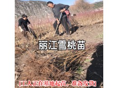 麗江雪桃種苗栽植株行距要求_麗江雪桃種苗種植資料大全圖1