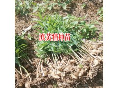 滇黃精種植行距在多少?_滇黃精種苗圖1