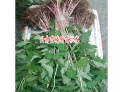哪個(gè)品種重樓高產(chǎn)-重樓畝產(chǎn)量有多少?圖1