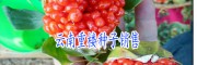主營(yíng)【滇重樓、重樓苗、重樓種子】