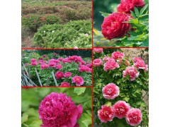 油牡丹種植效益_油用牡丹一畝能產(chǎn)多少種子?圖1