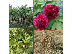 油用牡丹種植“三高一低”的特點(diǎn)-油用牡丹苗供應(yīng)圖2