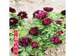 油用牡丹每畝地每年結(jié)籽多少?_300—500公斤圖1