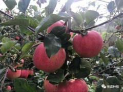 紅塔區(qū)哪里有昭通蘋果|昭通果業(yè)基地|13887043679圖1