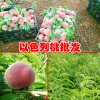 云南以色列早紅桃苗多少錢一棵？
