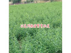 云南以色列早紅桃苗多少錢(qián)一棵？圖2