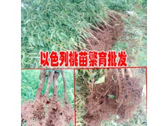 云南以色列早紅桃苗多少錢(qián)一棵？圖3