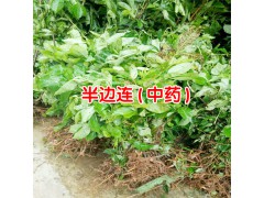 半邊連又叫急解索、細(xì)米草、蛇舌草-云南哪里有半邊連草藥圖3