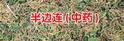 半邊連能治什么?。俊?8725230967
