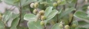 蔓荊子畝產(chǎn)多少?_ 蔓荊子的畝產(chǎn)多少？