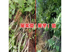 吳茱萸中藥材多少錢?_2018吳茱萸價格行情-吳茱萸價格表圖1