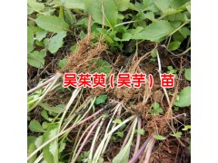吳茱萸中藥材多少錢?_2018吳茱萸價格行情-吳茱萸價格表圖2