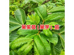 吳茱萸中藥材多少錢?_2018吳茱萸價格行情-吳茱萸價格表圖3
