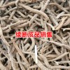 云南哪里有續(xù)斷出售_2018續(xù)斷苗多少錢一株