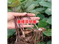 保山市騰沖市滇重樓苗-3年保山重樓苗價(jià)格圖1