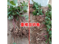 保山市騰沖市滇重樓苗-3年保山重樓苗價(jià)格圖2