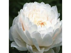 觀賞芍藥花價(jià)格_千層觀賞芍藥價(jià)格- 菏澤觀賞芍藥價(jià)格圖1