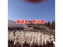 云南大理火鴨價格一斤?_火鴨苗批發(fā)多少錢一只?圖3