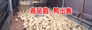 云南大理火鴨養(yǎng)殖場(chǎng)-大理哪里有火鴨苗賣(mài)出