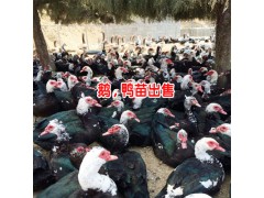 怎么樣養(yǎng)火鴨才賺錢_賣價高達300—500元/只圖3