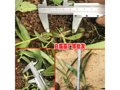 2018白芨育苗基地-產(chǎn)量達(dá)4000斤18208899280圖1