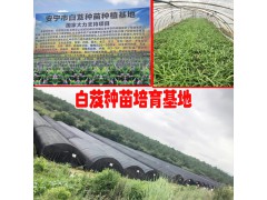 白芨種苗基地圖片_白芨培苗基地全景圖圖2