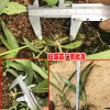 2018三叉白芨苗_三叉白芨苗價(jià)格- 三叉白芨苗批發(fā)
