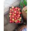 紅河州哪里有昭通蘋(píng)果|昭通果業(yè)基地|13887043679