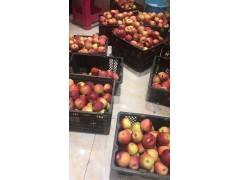 瀘西縣哪里有昭通蘋果|昭通果業(yè)基地|13887043679圖3
