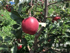 西雙版納州哪里有昭通蘋(píng)果|昭通果業(yè)基地|圖2