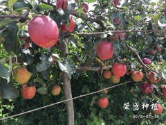 西雙版納州哪里有昭通蘋(píng)果|昭通果業(yè)基地|圖3