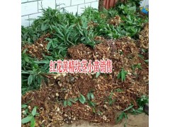 黃精種苗多少錢(qián)一株_紅花黃精苗哪里便宜圖1