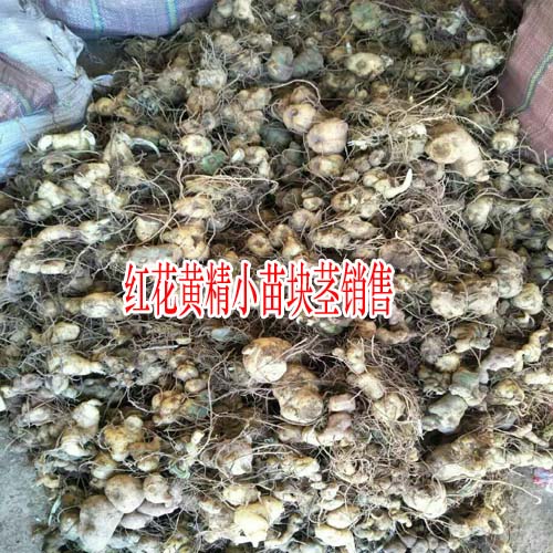 黃精種苗多少錢(qián)一株_紅花黃精苗哪里便宜圖3