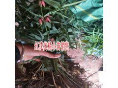 2018中藥黃精價(jià)格_2018黃精價(jià)格表-云南黃精片市場(chǎng)價(jià)格圖1