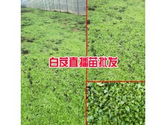 白芨苗哪里有賣_ 楚雄中草藥種植公司圖1