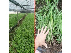 大理附近哪里有白芨苗?圖1