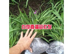 哪有白芨種苗出售?_白芨小苗多少錢？圖1